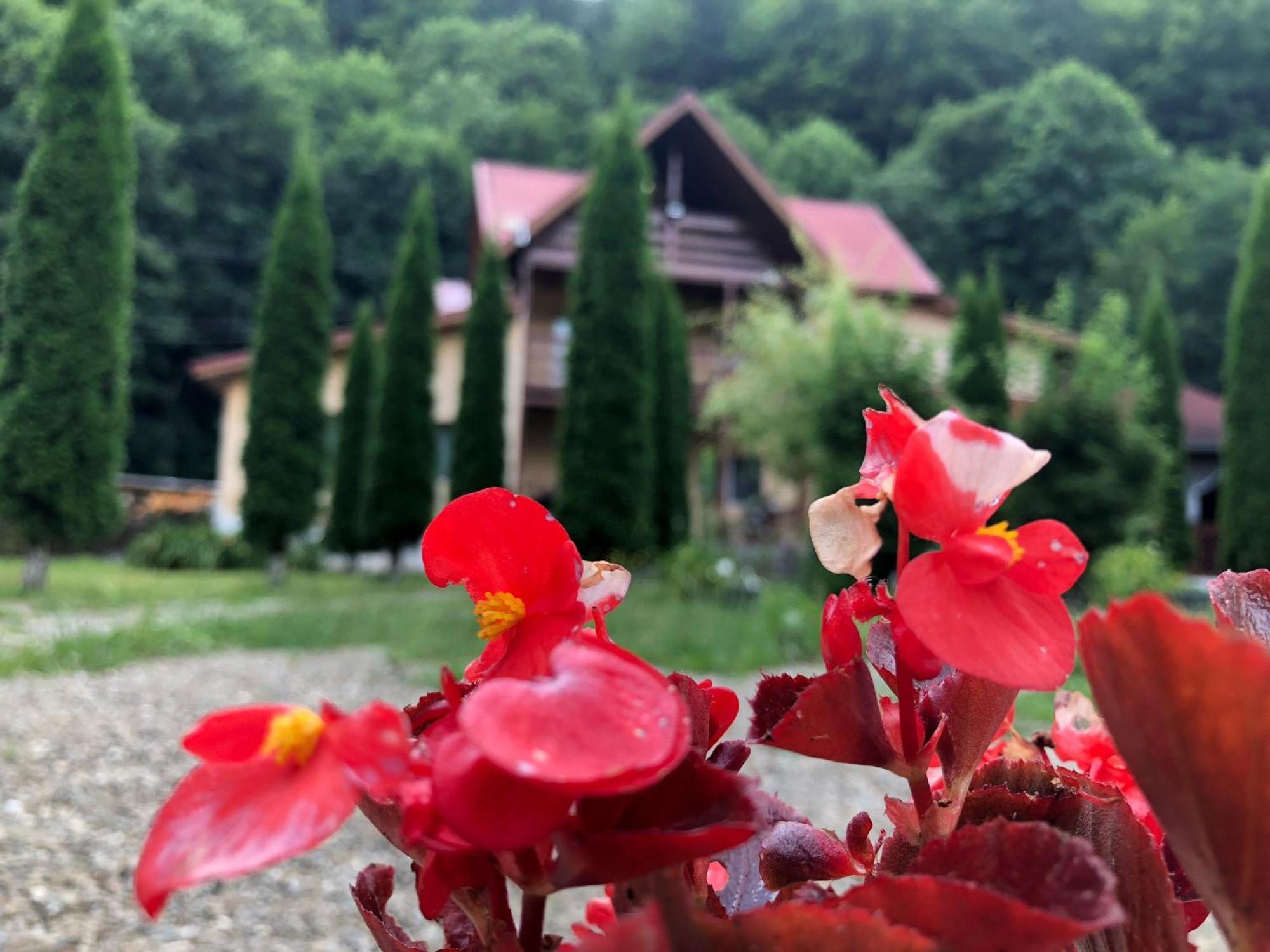 Pensiunea La Padure Cheia, Prahova Hotel Maneciu Bagian luar foto